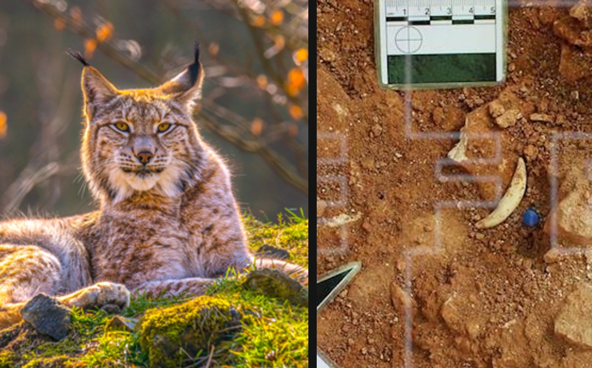 Hallan en España un esqueleto de lince ibérico de hace un millón de años. (Especial)