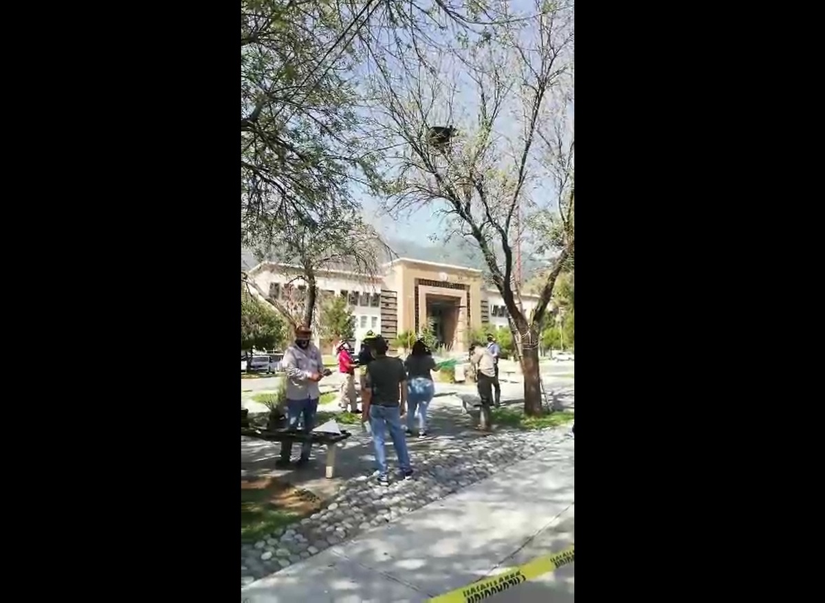 Hallan oso en árbol de la Facultad de Economía UANL. Foto: Especial.
