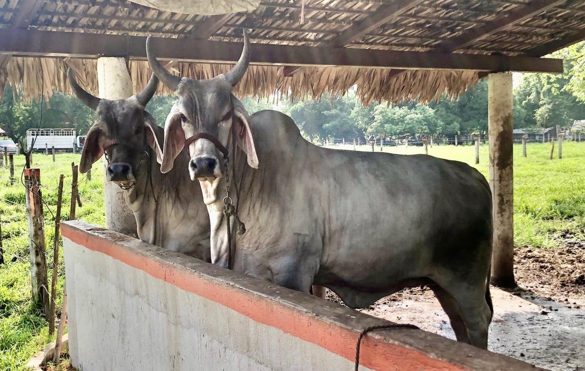 Producción de cabezas de ganado en México.
