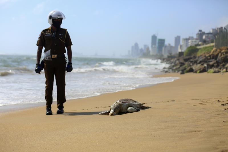 Sri Lanka: Aparecen tortugas muertas tras fuego en un barco | AP