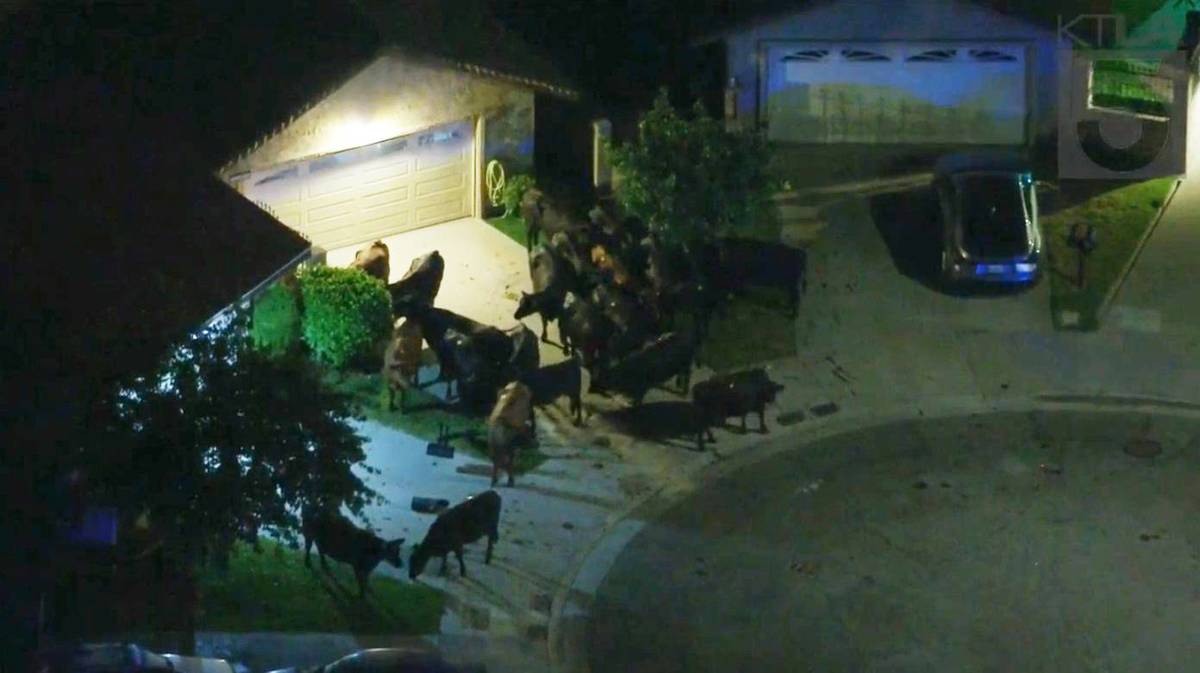 La manada fue acorralada en una zona residencial de Pico Rivera, en el condado de Los Ángeles. / Fotografía vía Twitter.