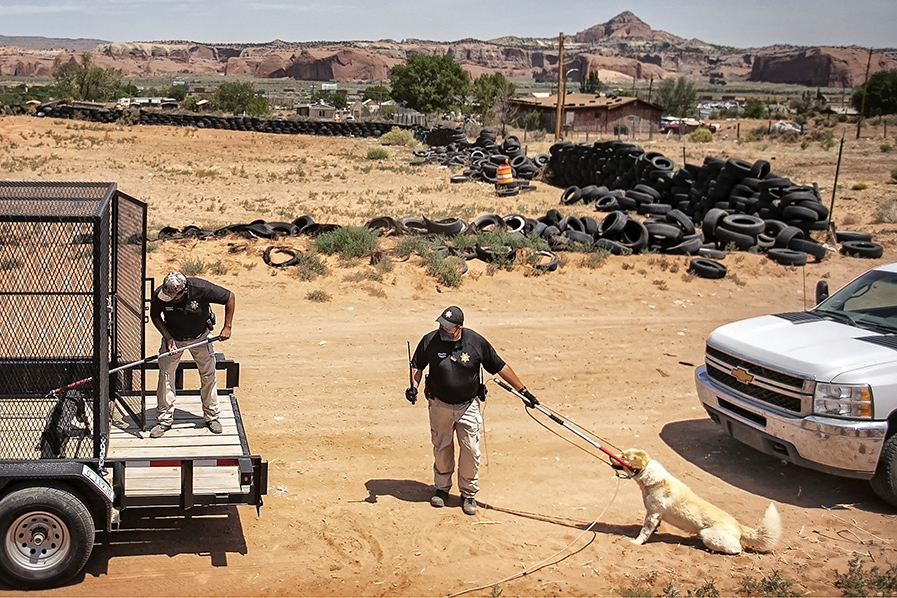 Protege a los animales en situación de abandono o maltrato. | AP