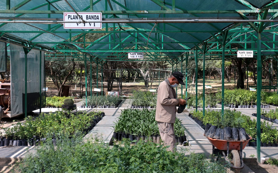 Peñoles. Donación de árboles nativos en La Laguna Grupo Milenio
