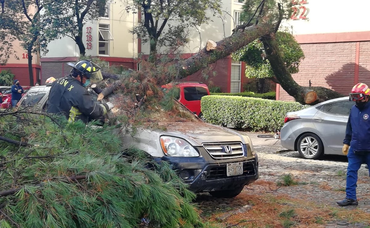 El árbol cayó sobre dos autos estacionados en una unidad habitacional. | Enrique Luna