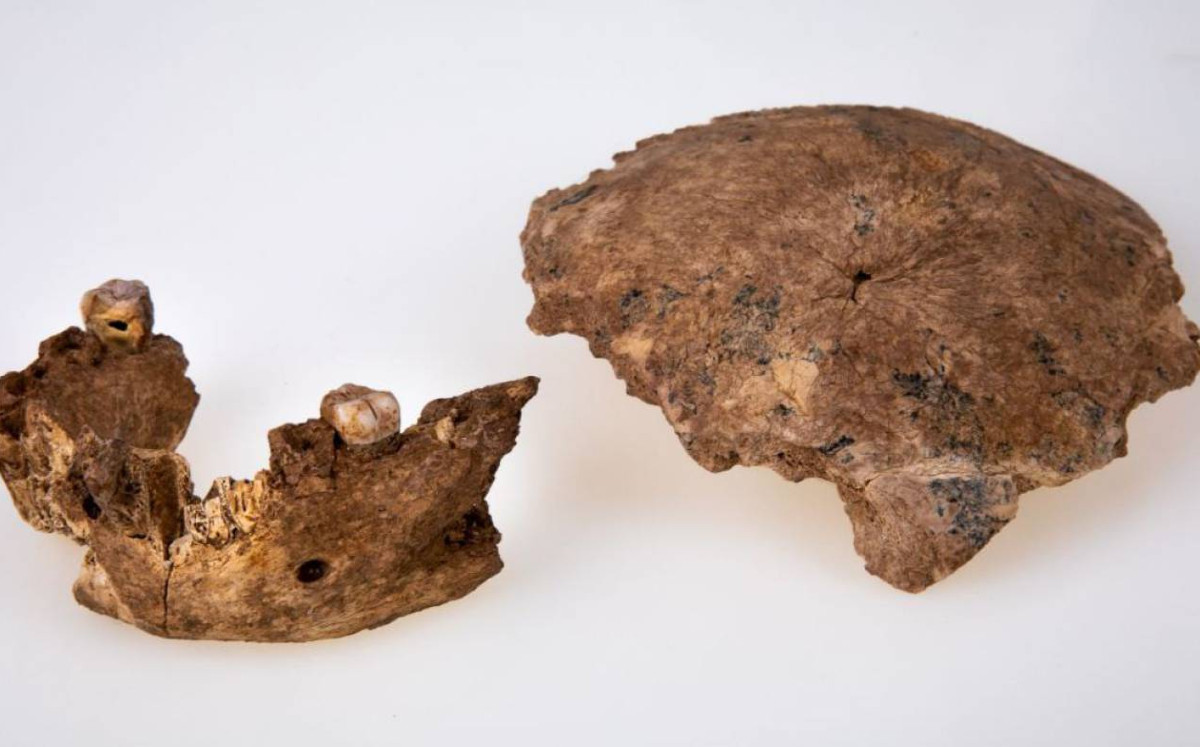 Cráneo y mandíbula del Nesher Ramla Homo encontrados en el yacimiento prehistórico en Israel | Foto: Universidad de Tel Aviv
