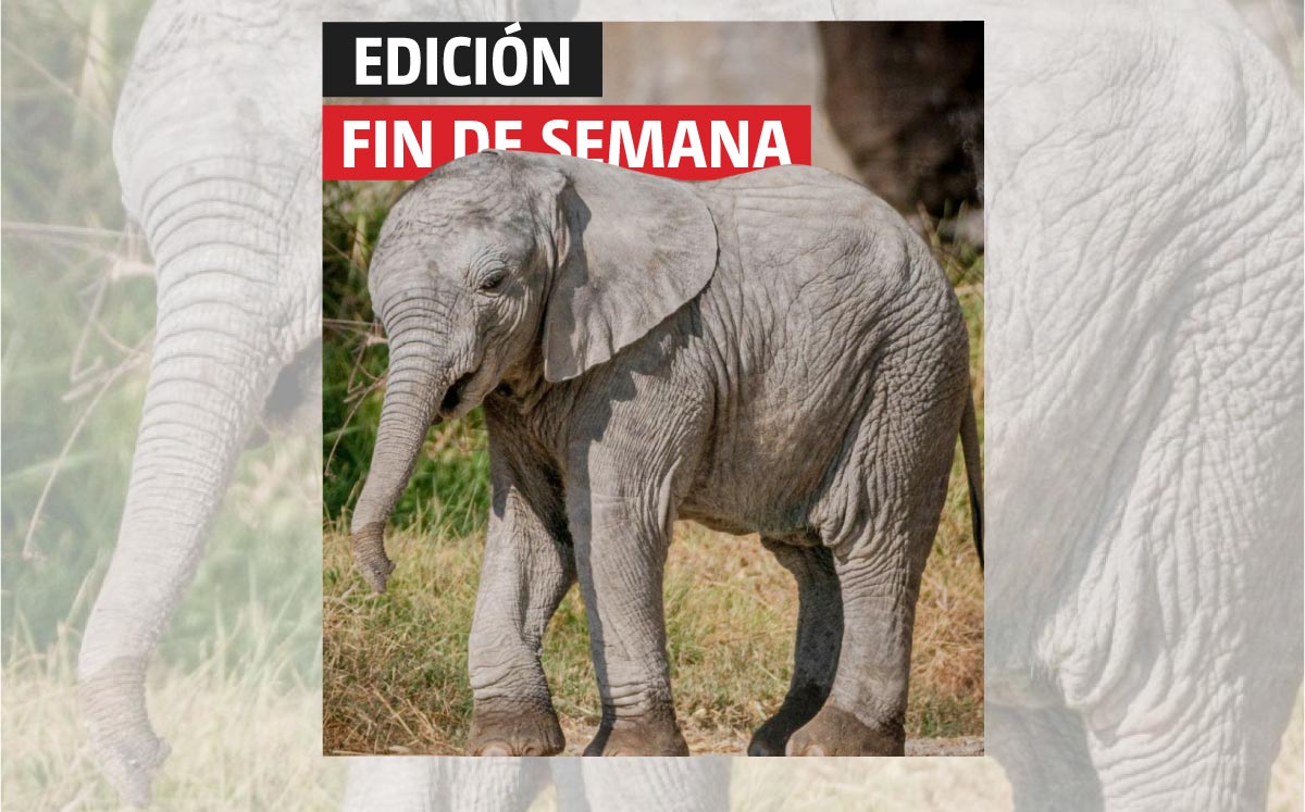 Africam Safari tiene actualmente 17 elefantes