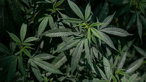 BC presenta iniciativa para regular uso, consumo y venta de mariguana