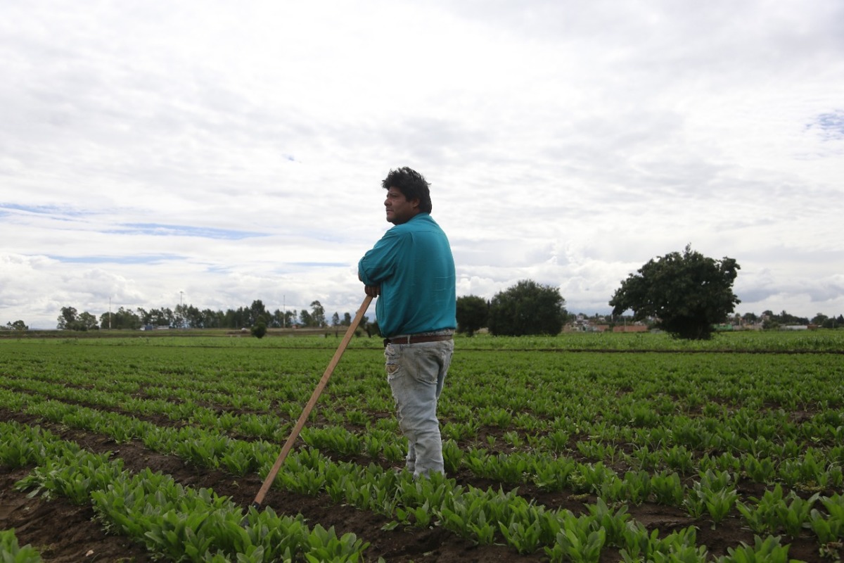 Un campesino labora en los campos de cultivo aledaños al socavón. (Andrés Lobato)