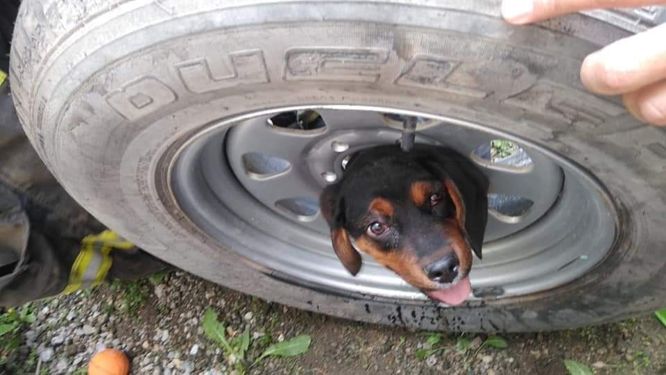 Después de varios minutos lograron rescatar a la mascota.