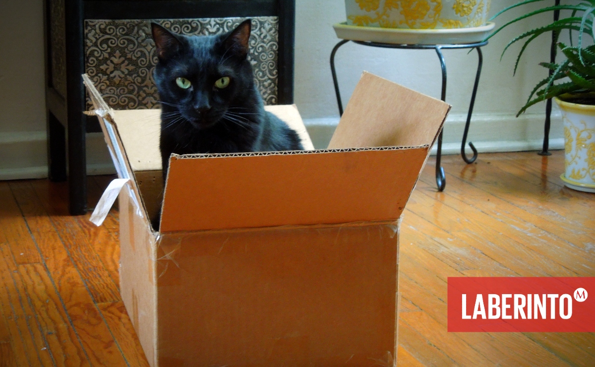 El artista es como un gato, un paciente cazador de instantes. (AL)