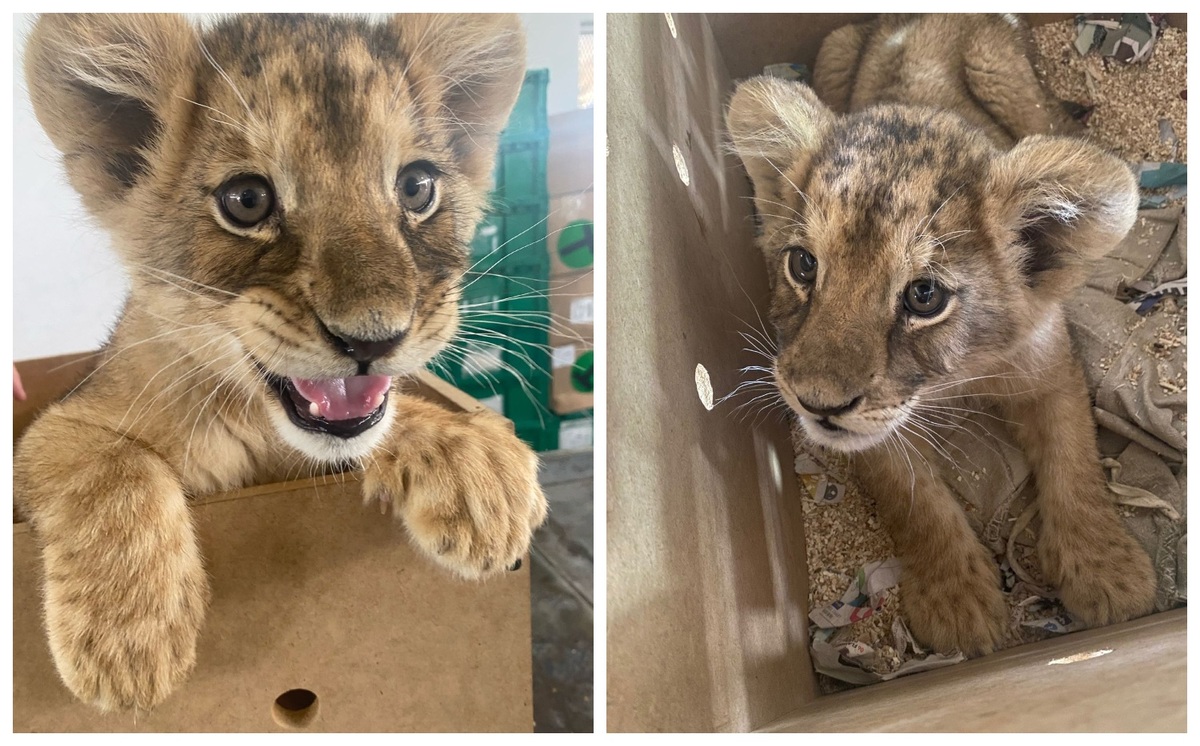 El león africano es considerado una especie en peligro de extinción. (Guardia Nacional)