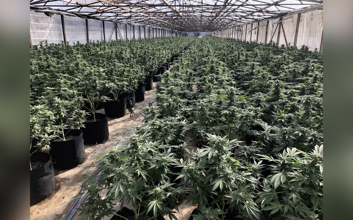 Las autoridades aseguraron 15 mil plantas y más de 9 libras de productos con mariguana con un valor de 7.5 mdd. (AP)