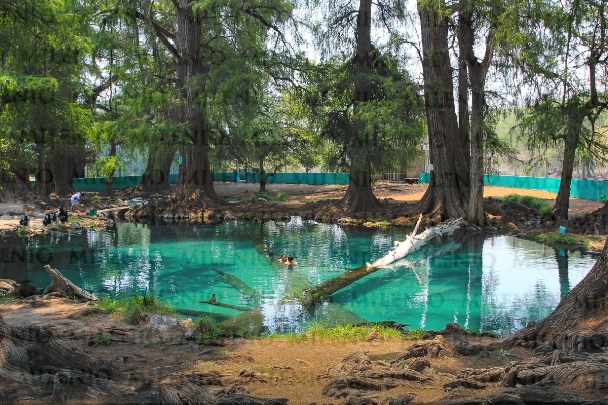 El ahuehuete es un árbol muy longevo y muy estimado por los antiguos pobladores del Valle de México. El ahuehuete es un árbol muy longevo y muy estima