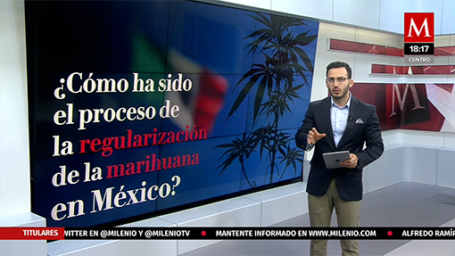 Proceso para la aprobación del uso lúdico de la cannabis