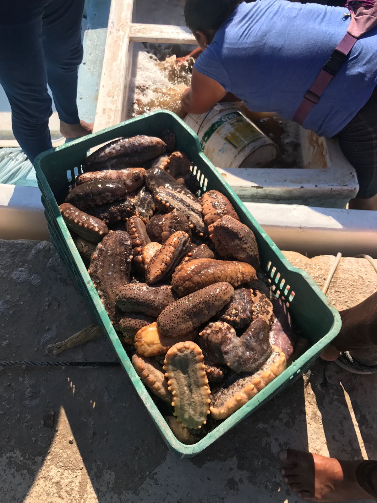 La pesca de pepino de mar podría ayudar a la economía de las costas de Yucatán. (Milenio Digital)