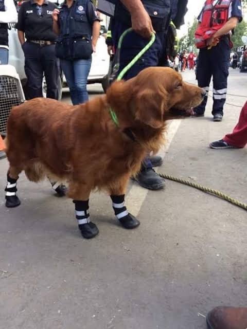 Alondra, perrita rescatista.