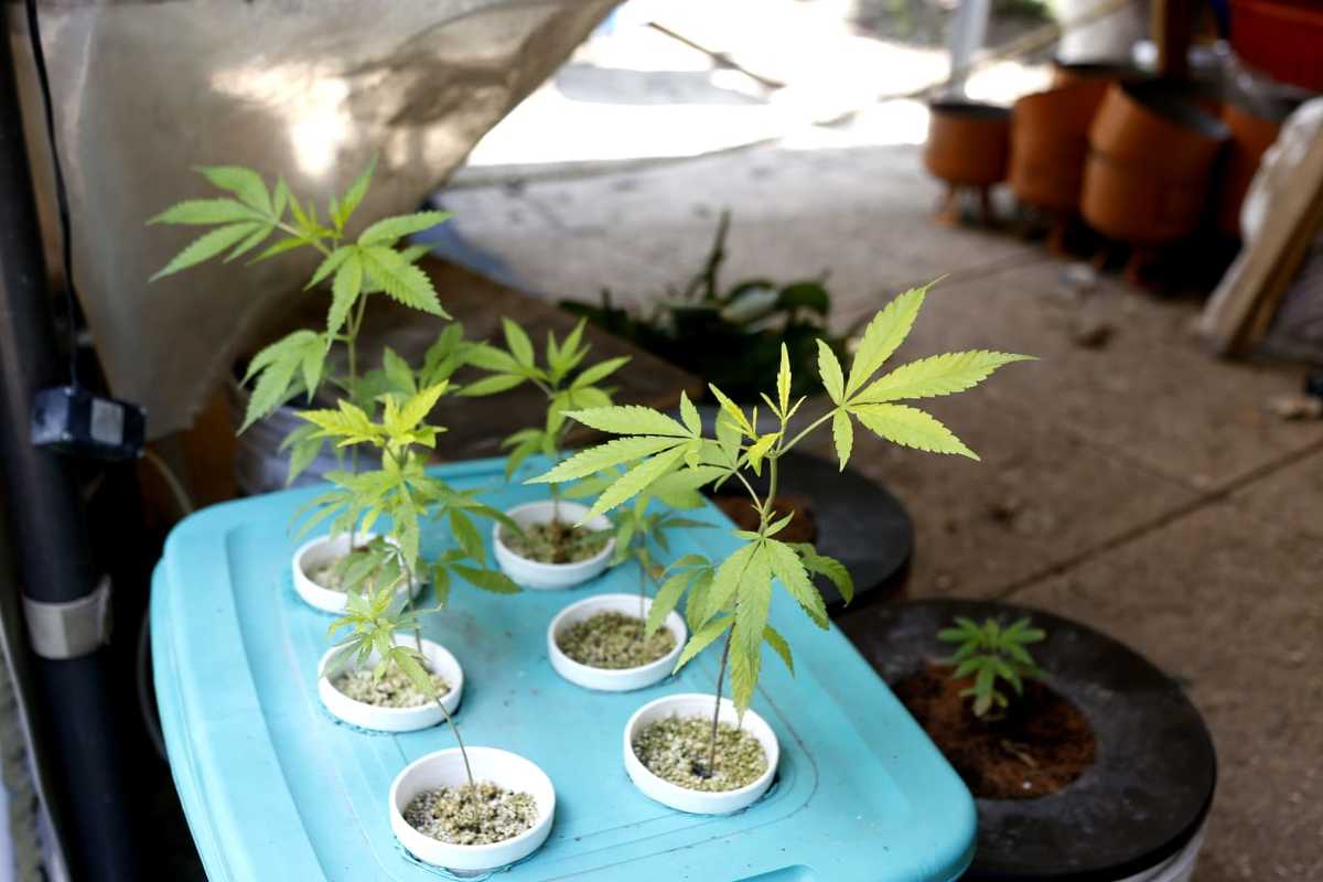 La discusión sobre la mariguana continúa en México. | Foto: Ariana Pérez