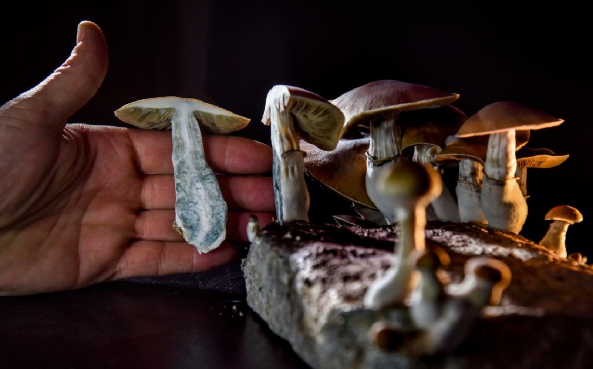 Hongos Psilocybe cubensis. (Getty Images)