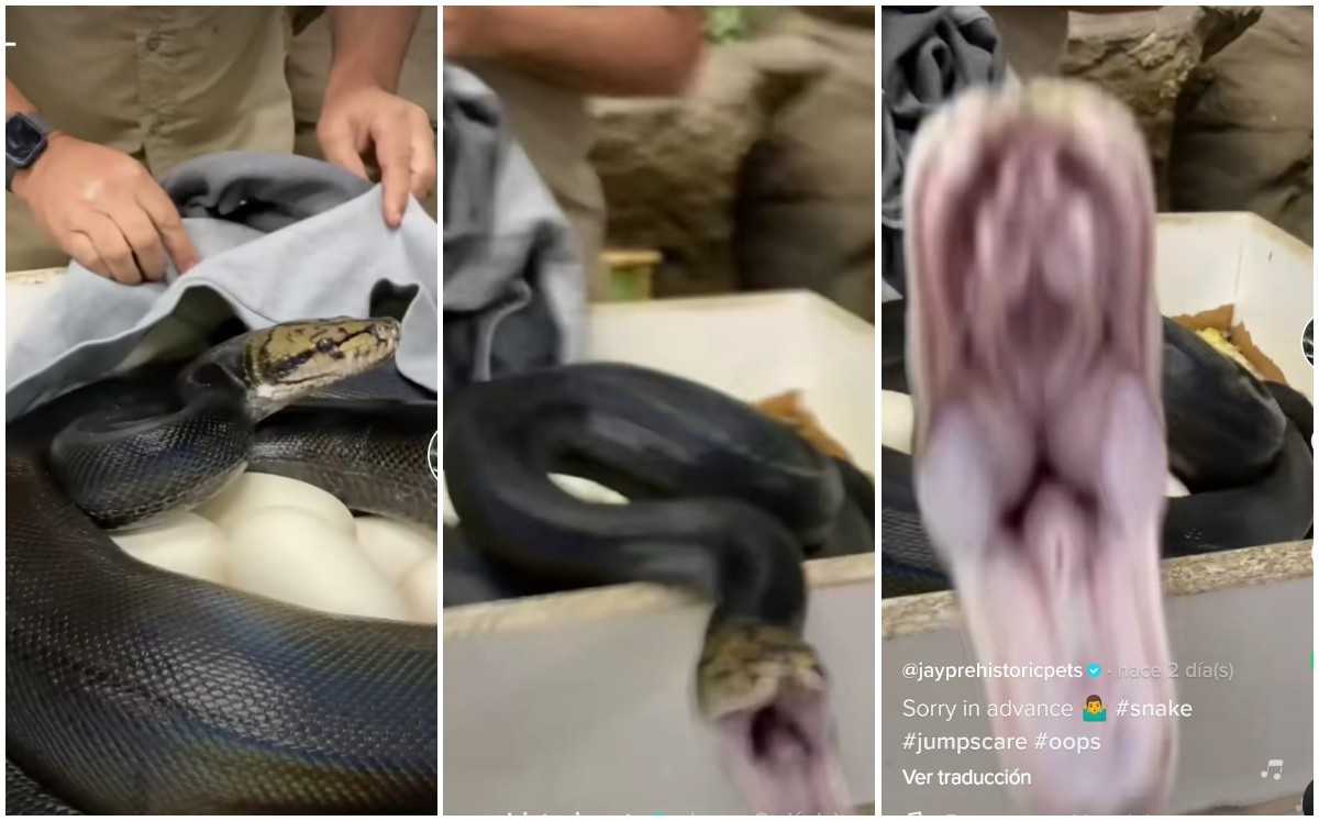 Serpiente ataca a su cuidador (Captura)