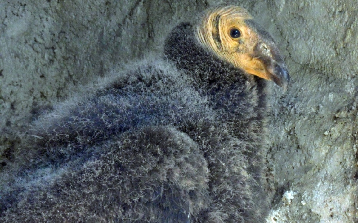 El Zoológico de Chapultepec fue la primera institución zoológica en encabezar la reintroducción a su hábitat natural. (Especial)