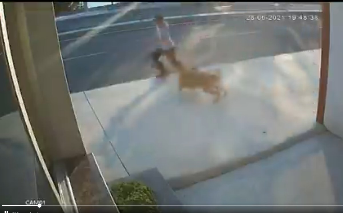 El perro se lanzó contra el hombre, lo que provocó que lo atropellaran | Captura