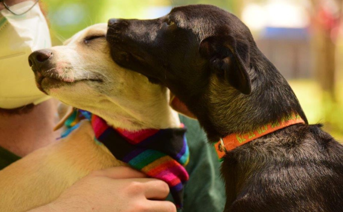 Adopción de perritos