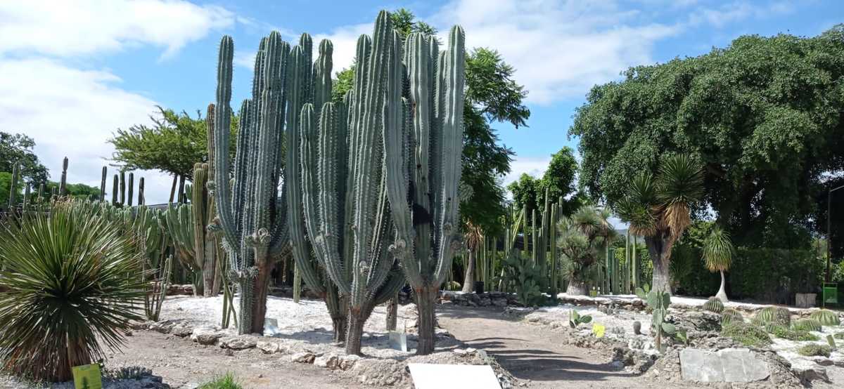 Ecología rescata cactus que fueron extraídos ilegalmente en Tehuacán | Especial