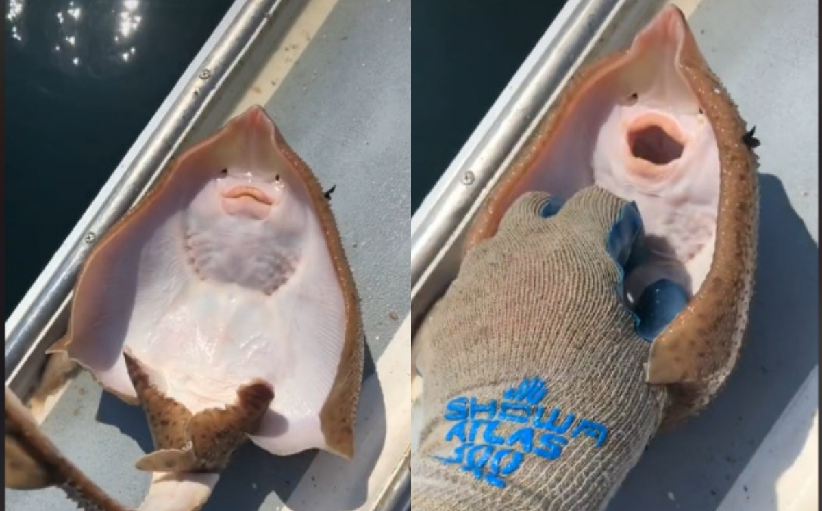 Polémico video de mantarraya se vuelve viral en TikTok