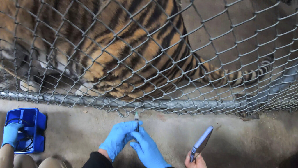 Un tigre recibe la vacuna contra covid-19 en el Zoológico de Oakland, California. (AP)