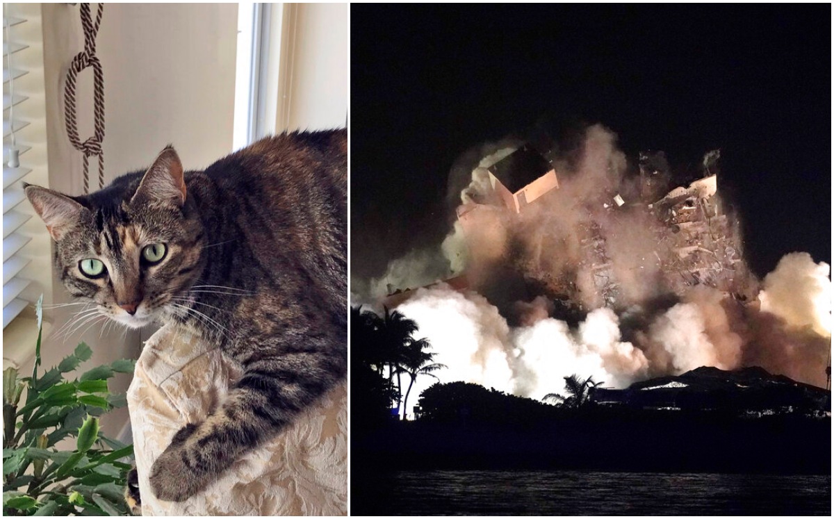 El derrumbe del edificio se realizó revisando si antes había animales atrapados. (AP)