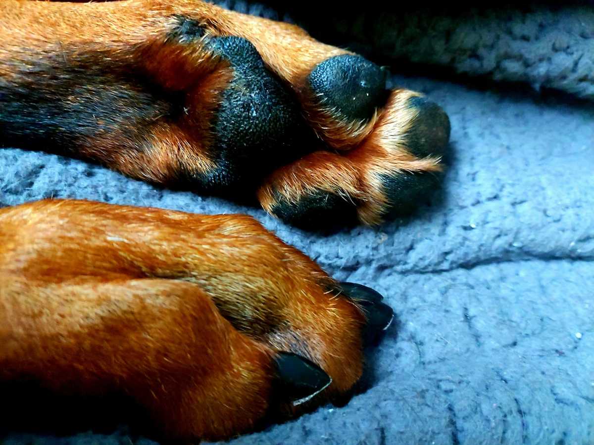 Patitas de perro.