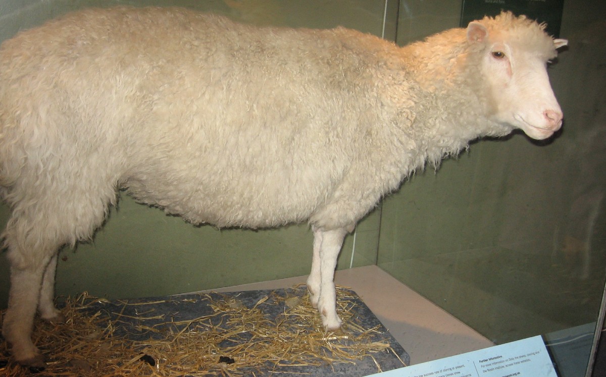 Los restos disecados de Dolly. (Museo Nacional de Escocia)