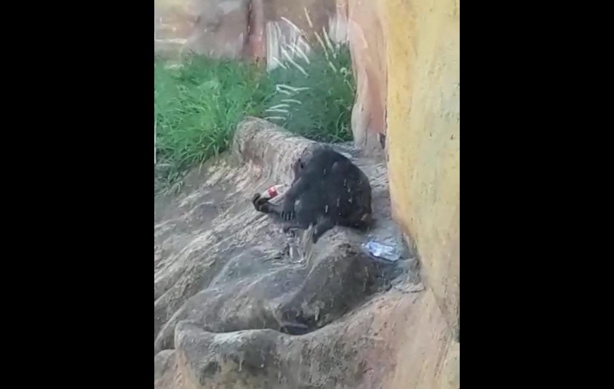 Visitantes dan refresco a chimpancé en el Parque La Pastora. Foto: Especial.