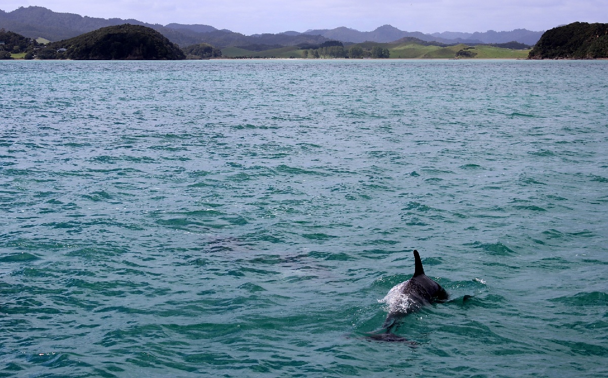 Los delfines miden aproximadamente tres metros,  y  se  encuentran en peligro. (Pixabay)
