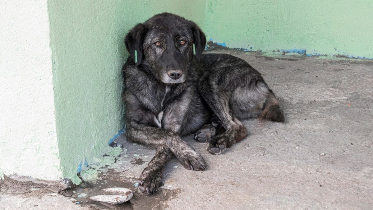 Envenenan a 8 perros en Zimatlán de Álvarez, Oaxaca