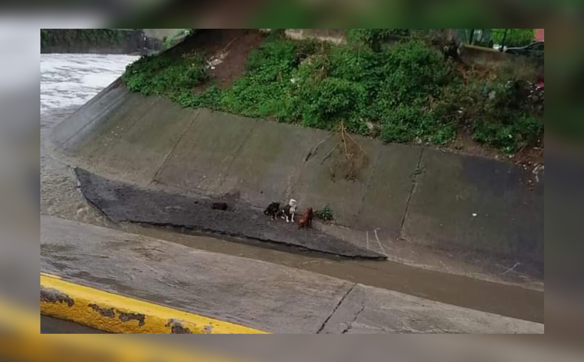 Los pequeños animalitos están solos, refieren.