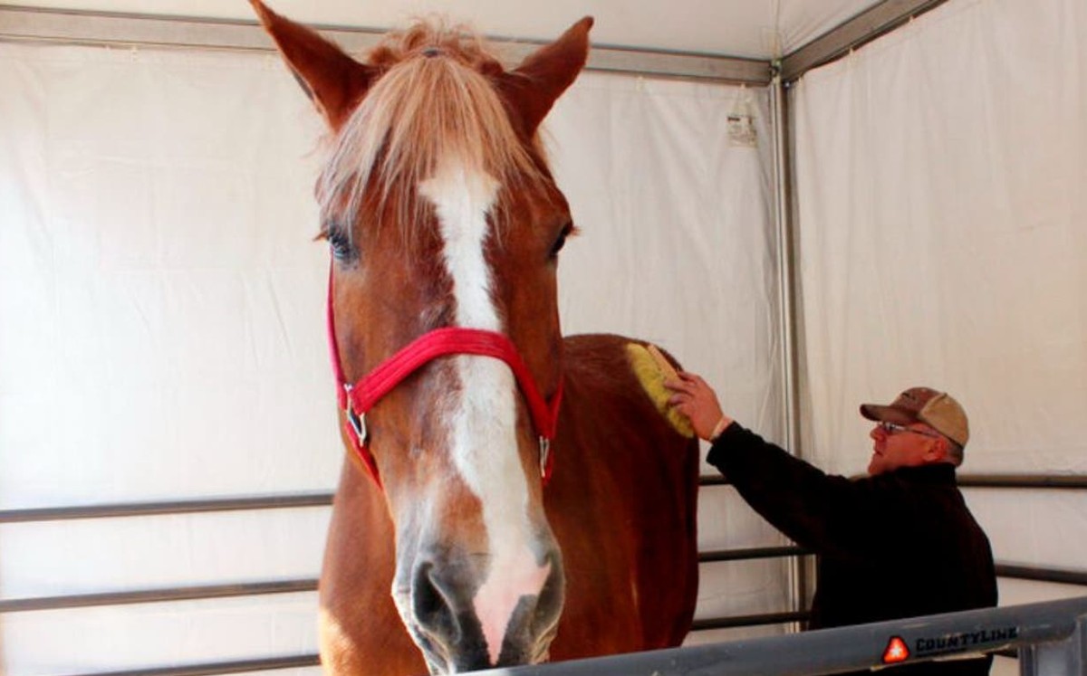 Murió Big Jake, el caballo más alto del mundo (AP).