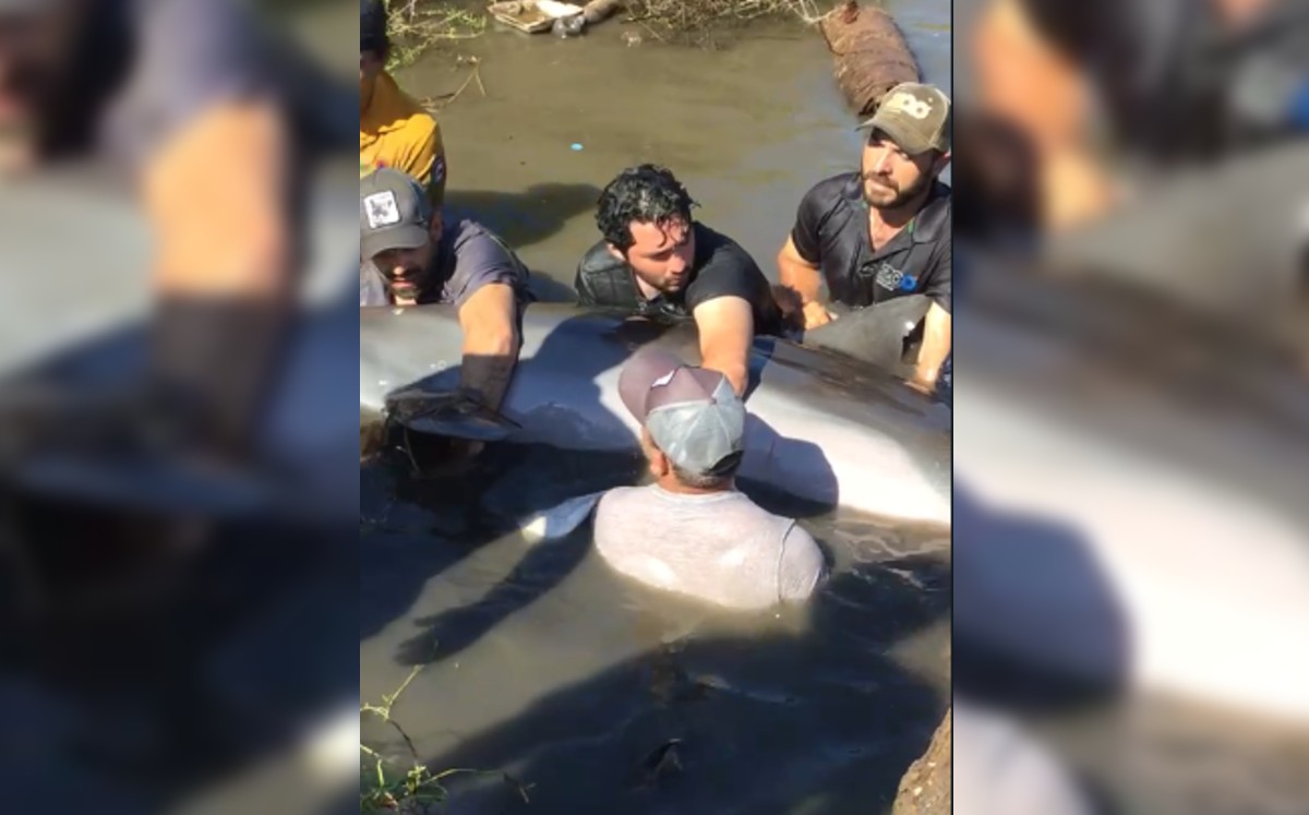 El delfín fue rescatado y liberado en el mar. (Especial)