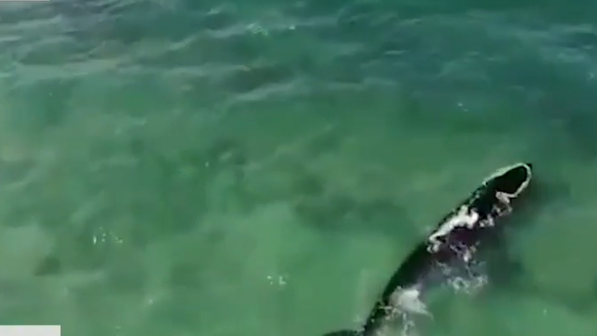 Rescatan ballena gris varada en Puerto Peñasco