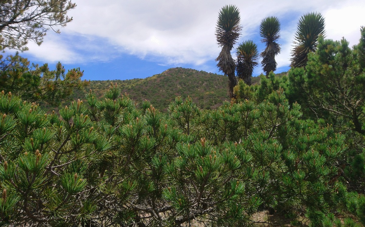 El senador criticó la actuación del gobierno al permitir la construcción en la Sierra de San Miguelito. (Guardianes de la Sierra)