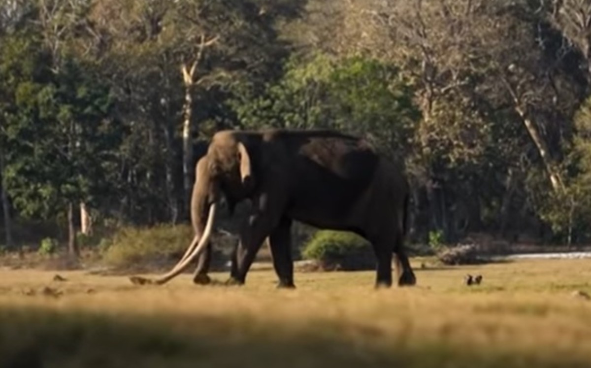 Elefante se hace viral por sus increíbles colmillos (Captura)