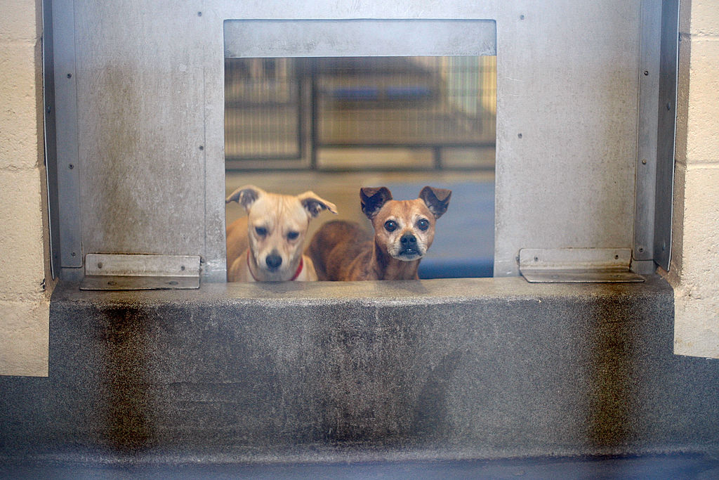 Perros son devueltos a refugios de California por sus dueños. / Fotografía: Getty Images.