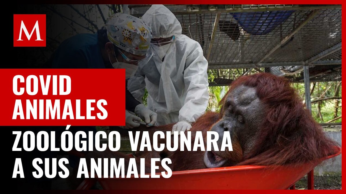 Zoológico en Estados Unidos aplicará vacuna anti covid-19 a animales