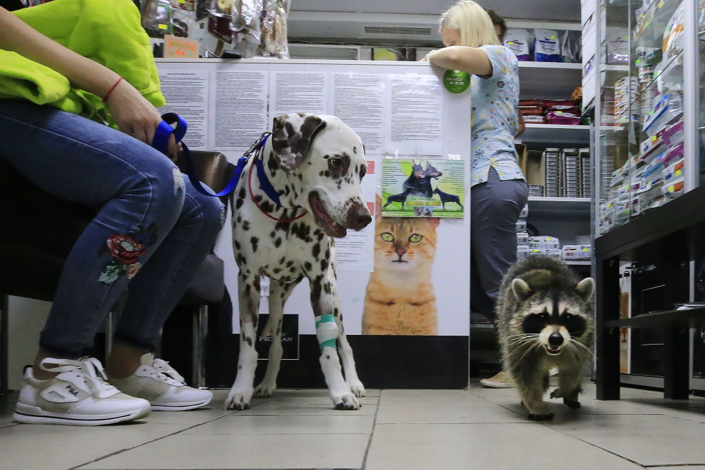 Aumentan casos de moquillo en perros y mapaches de California. / Fotografía: Getty Images.