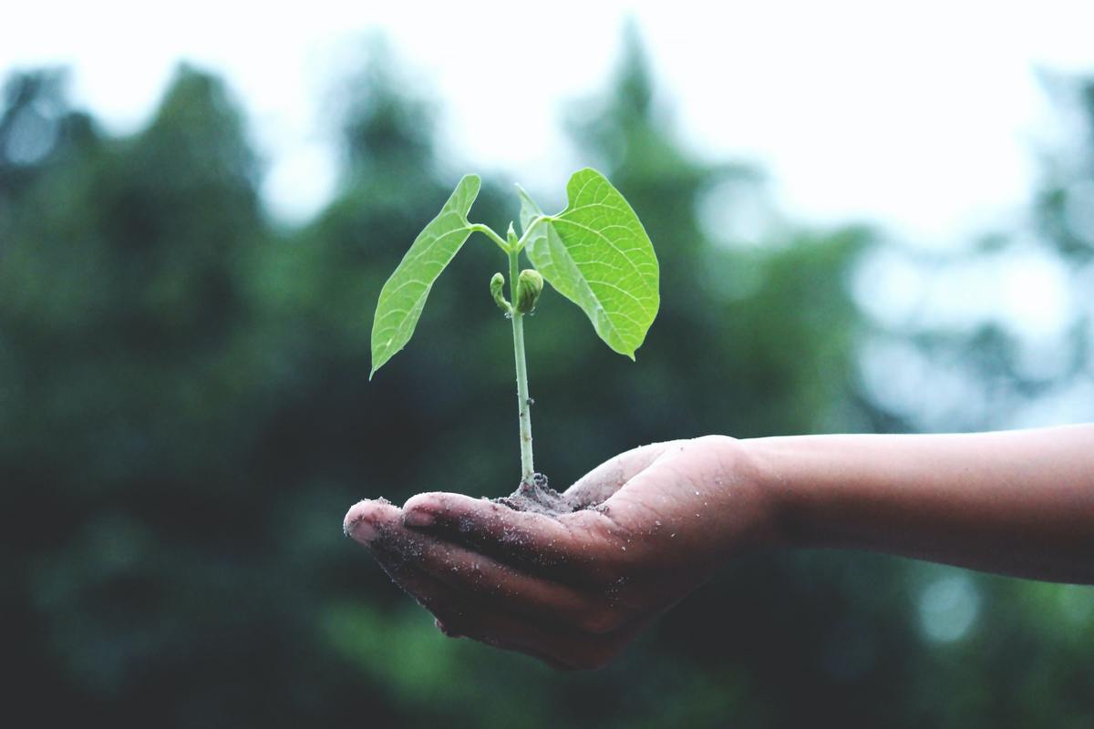 Medio ambiente, plantas, siembra | Especial