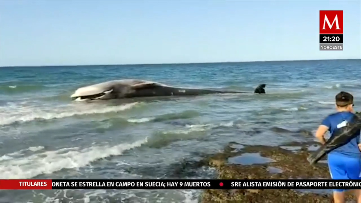 Muere ballena en Puerto Peñasco