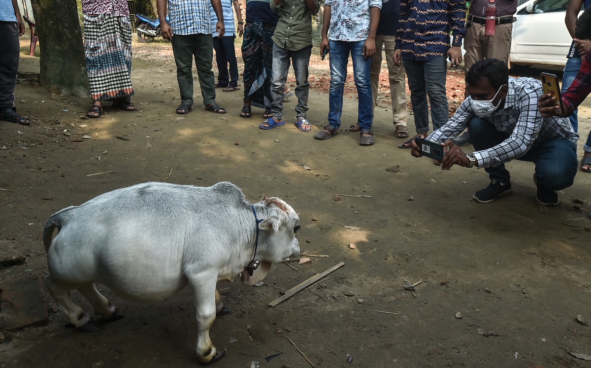 Rani es el nombre de la vaca (AFP).