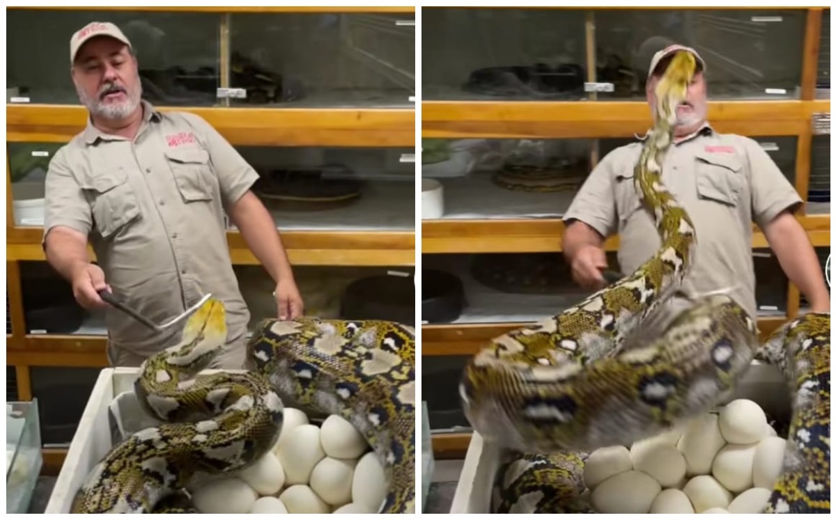 Serpiente ataca a su cuidador (Captura)