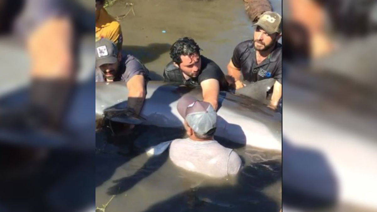 Tras dos días, rescatan a segundo delfín atrapado en canal agrícola