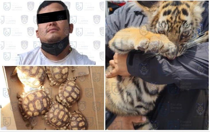 El hombre fue detenido por tráfico ilegal de ejemplares, partes y derivados de flora y fauna silvestre. (Especial)